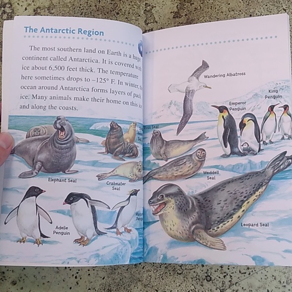 Animals Polar Region Level Reader Nature Kindergarten Homeschool Classroom - Picture 5 of 5